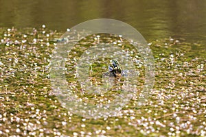 Common toad - Bufo bufo in mating season. Frog in water. A toad on the surface of a pond