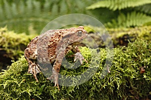 Common toad, Bufo bufo