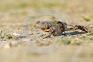 Common Toad (Bufo bufo) moving along stony ground, taken in London, England