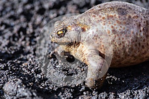 Common toad Bufo bufo