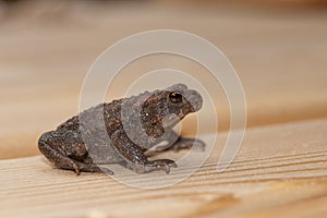 Common toad Bufo bufo