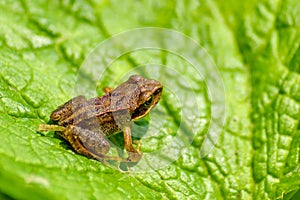 Common Toad (bufo bufo)