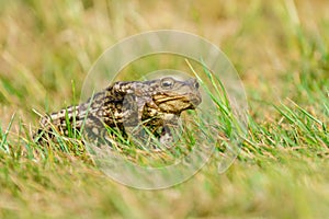 Common Toad (Bufo bufo) with it\'s foot up mid stride while walking