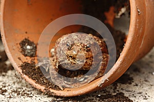 Common toad, Bufo bufo