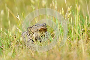 Common Toad (Bufo bufo) sitting amongst some grass, taken in London, England