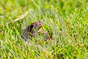 Common toad Bufo Bufo sitting in grass..