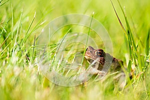Common toad Bufo Bufo sitting in grass..
