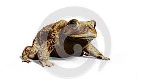 Common Toad Bufo bufo sitting, isolated on white background