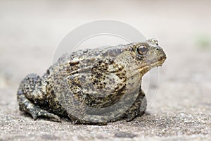 Common Toad