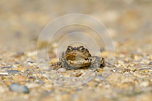 Common Toad (Bufo bufo) on stony path