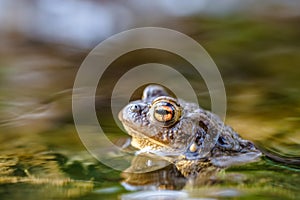 Common toad Bufo bufo, in a stream, only the head and eyes are visible above the surface