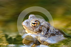 Common toad Bufo bufo, in a stream, only the head and eyes are visible above the surface