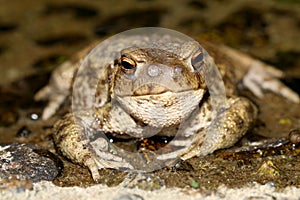 Common Toad Bufo bufo with Toadfly larvae