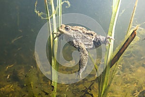 Common Toad Bufo Bufo underwater