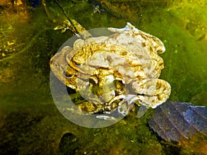 Common Toad Bufo Bufo