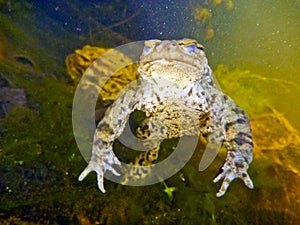 Common Toad Bufo Bufo