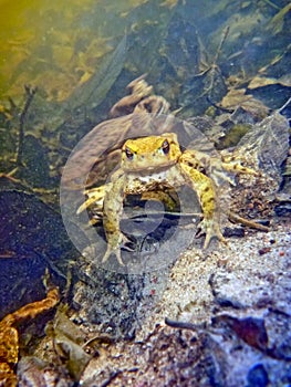 Common Toad Bufo Bufo