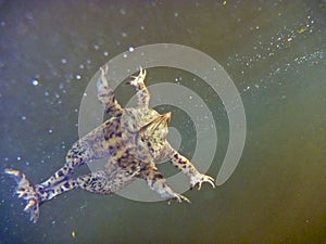 Common Toad Bufo Bufo