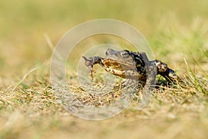 Common Toad (Bufo bufo) walking towards camera, taken in West London