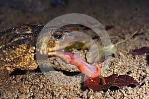 Common toad, bufo bufo, Eating a worm, photo