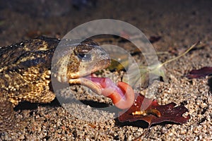 Common toad, bufo bufo, Eating a worm photo