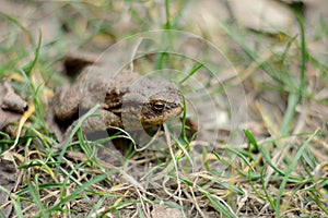 Common toad bufo bufo is in grass
