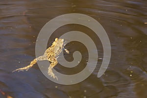 Common toad - Bufo bufo during mating season. Frog on the road. Grass surface. Super bokeh