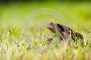 Common toad Bufo Bufo sitting in grass..