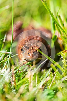 Common toad Bufo Bufo sitting in grass..