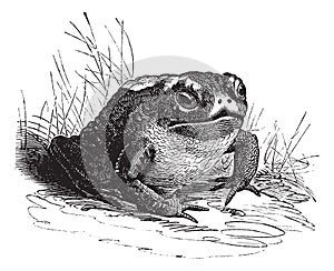 Common Toad or Bufo sp. vintage engraving