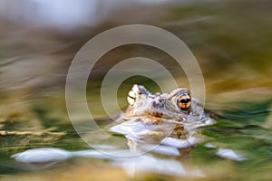 Common toad Bufo bufo, in a stream, only the head and eyes are visible above the surface