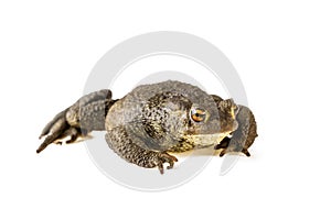 Common toad Bufo bufo on white background