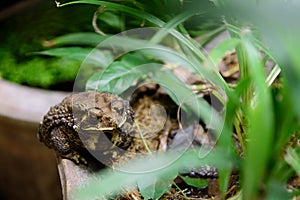 Common Toad on dried pond