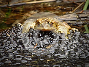 Common toad on eggs