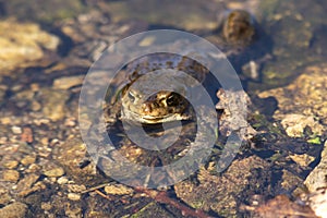 The common toad, European toad, Bufo bufo