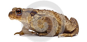Common toad or European toad, Bufo bufo