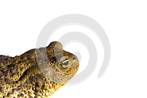 Common toad or European toad, Bufo bufo, isolated on white background.