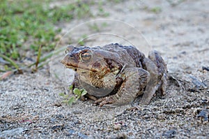 Common toad or European toad Bufo bufo in nature