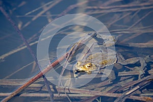Common toad, European toad Bufo bufo