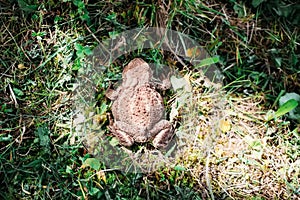 The common toad, European toad