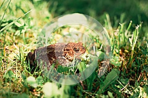 The common toad, European toad