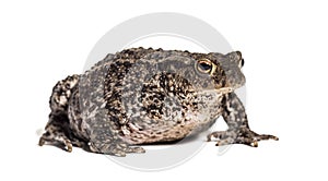 Common toad, European toad