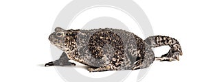 Common toad, European toad