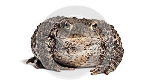 Common toad, European toad