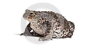 Common toad, European toad