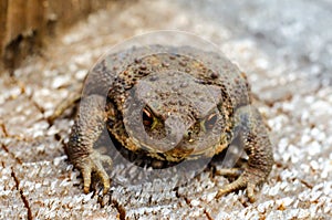 The common toad, European toad, or in Anglophone parts of Europe, simply the toad Bufo bufo, from Latin bufo `toad`, is a frog f