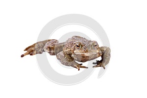 Common toad or european toad (Bufo bufo)