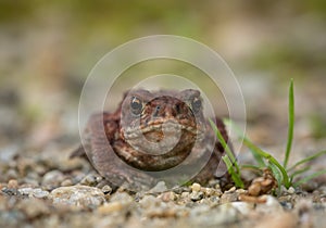 The common toad, European toad Bufo bufo, front view
