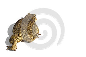 Common toad or European toad, Bufo bufo, isolated on white background.