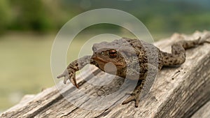 Common toad or European toad Bufo bufo in nature, close up